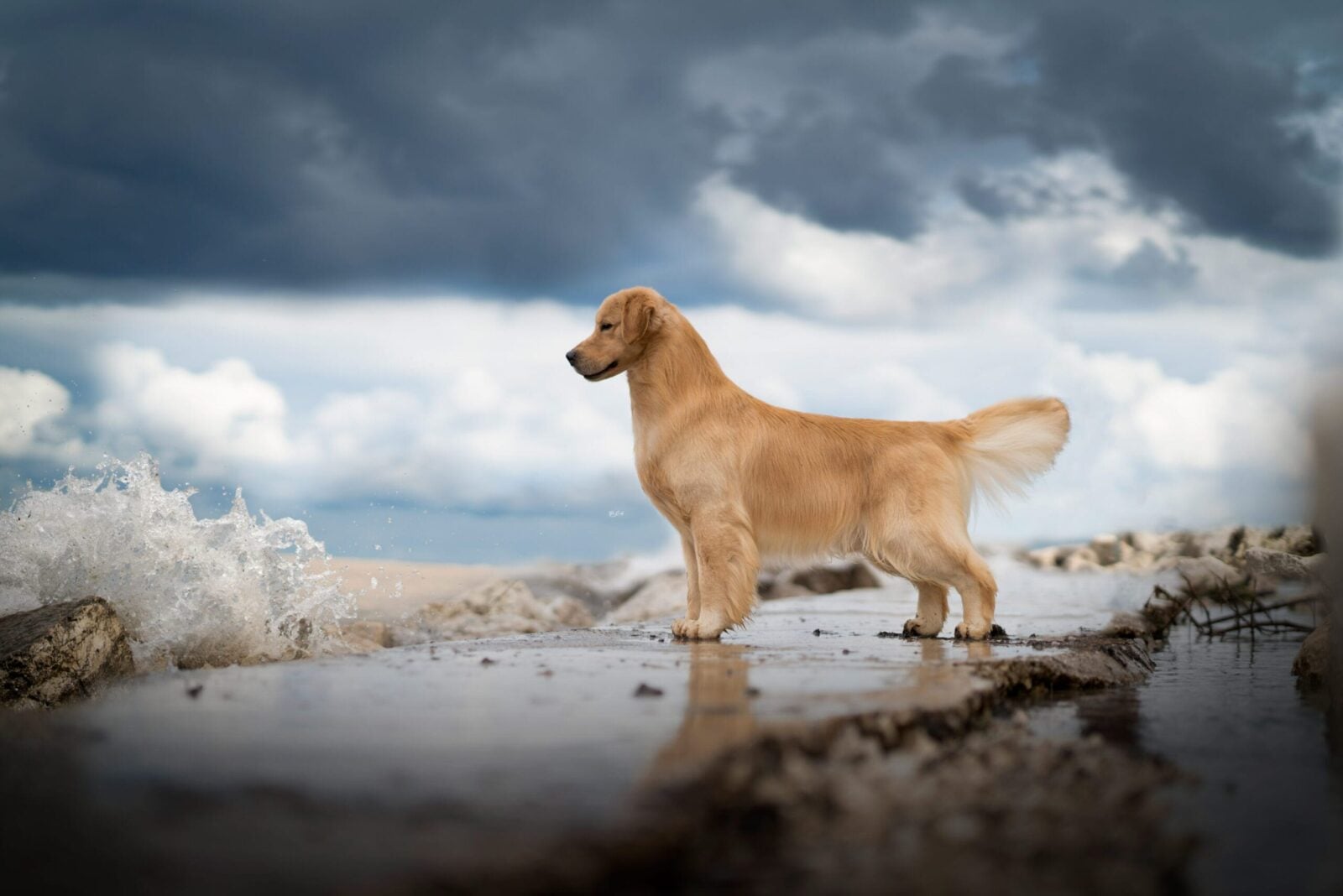 Golden Retriever standing over water