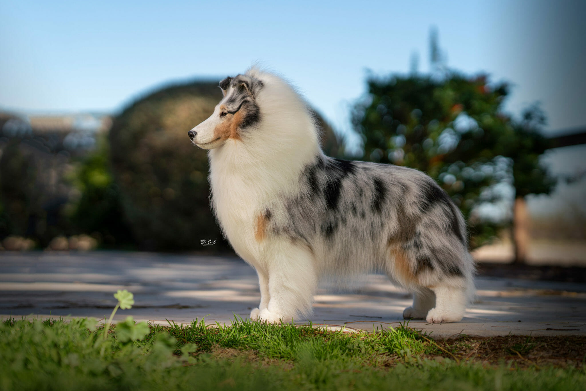 Blue Merle Shetland Sheepdog standing in profile