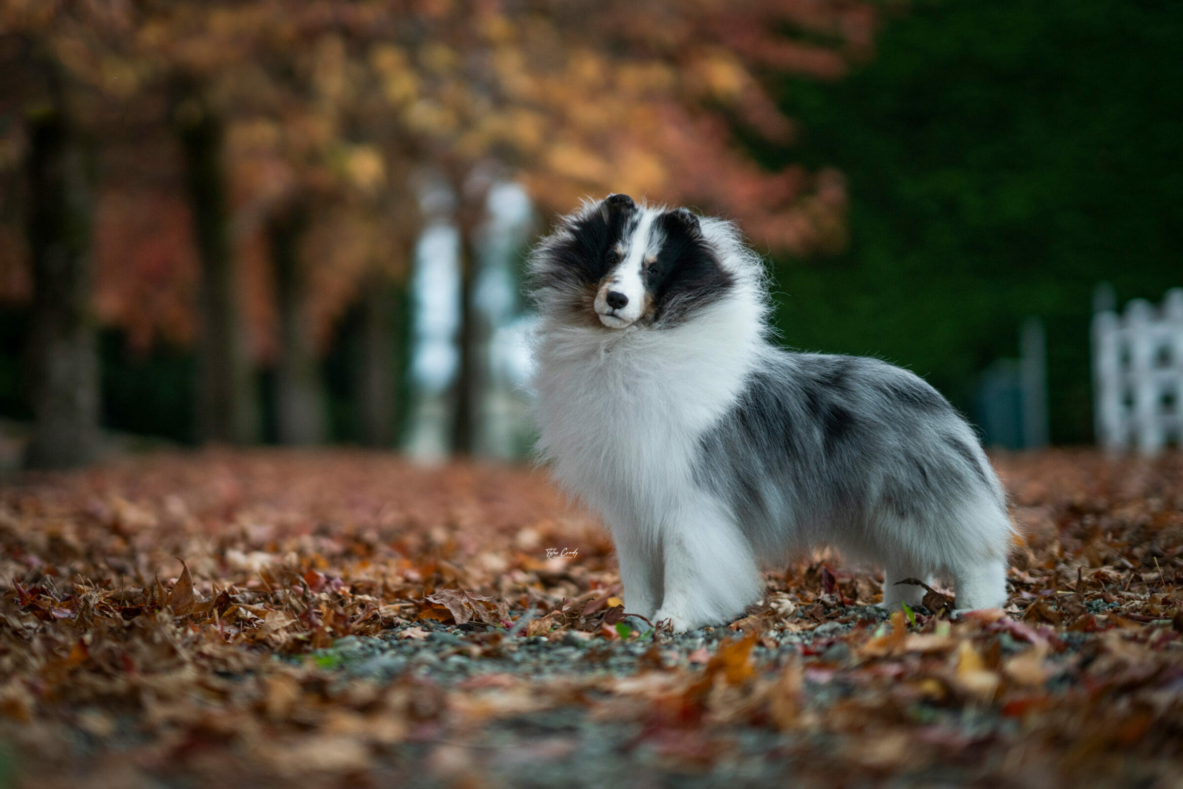 GCHP. Syringa-Akadia The Corsair - Blue Merle Shetland Sheepdog standing in fallen leaves