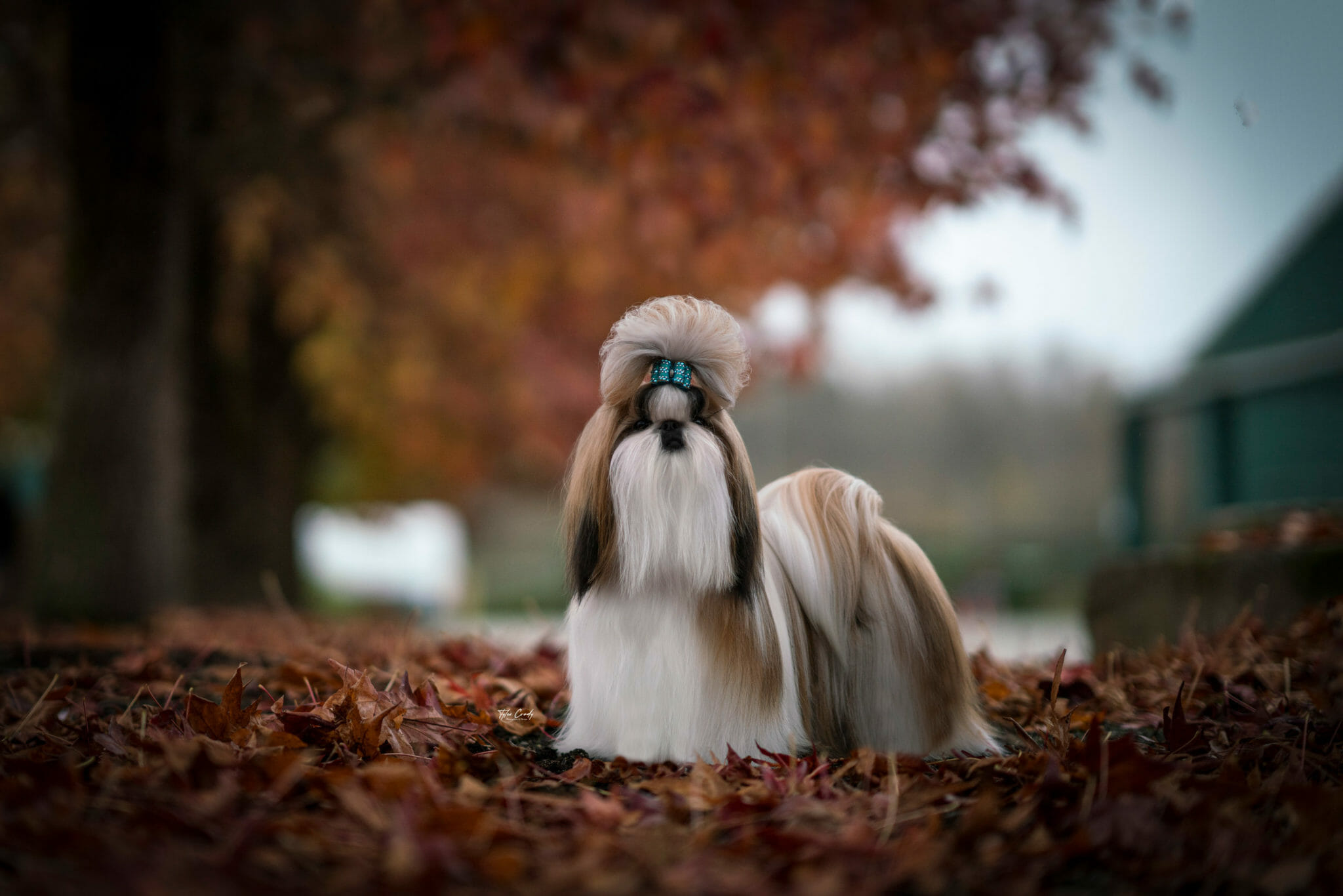 Lhasa Apso with topknot standing in fallen leaves