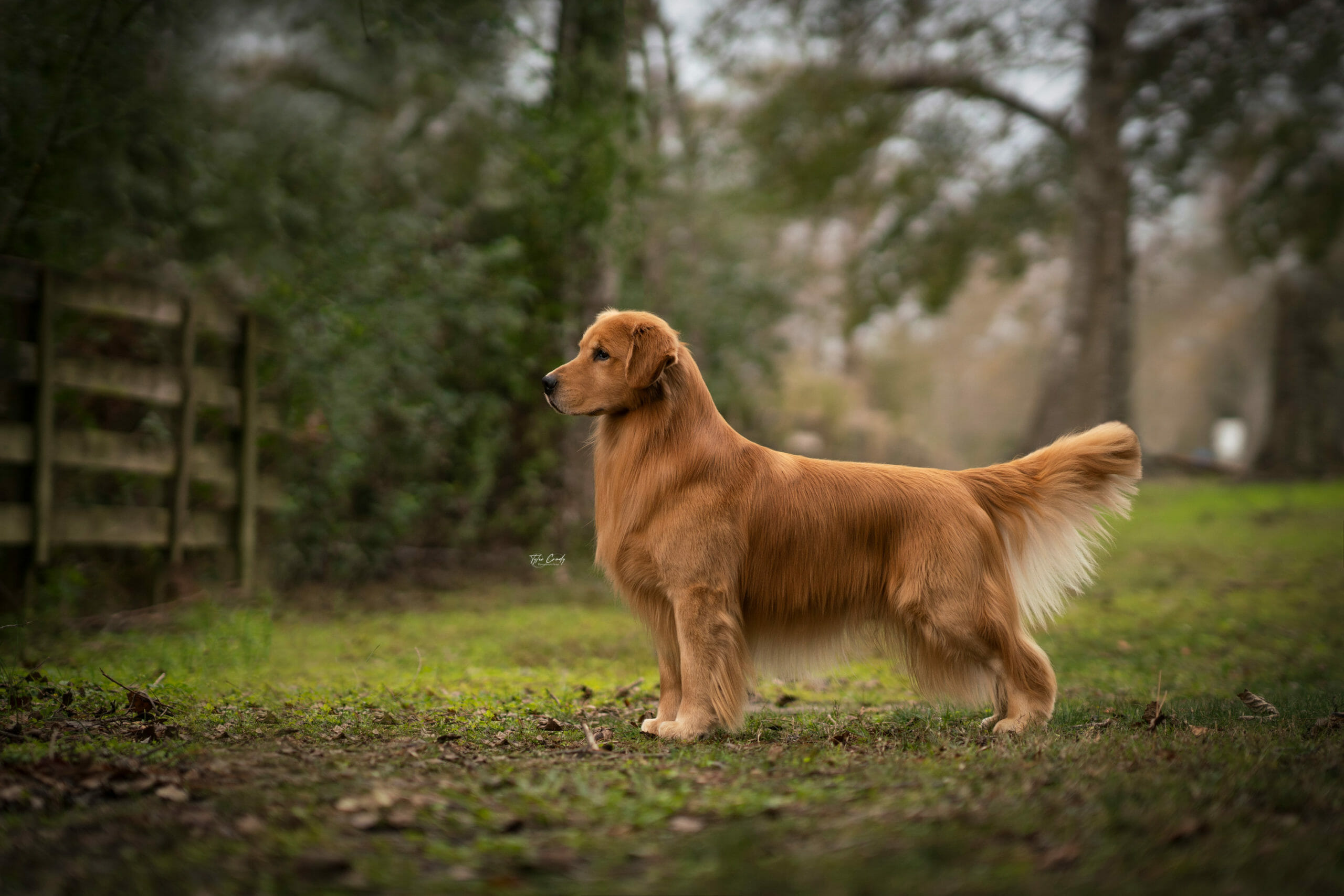 Golden Retriever standing by fence