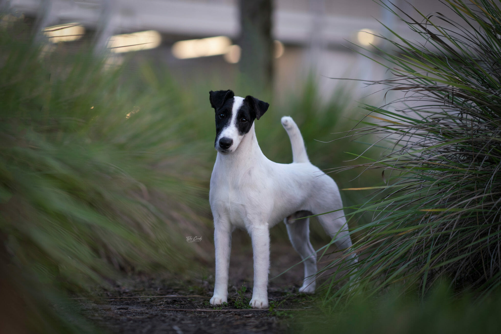 Smooth Fox Terrier standing in grasses