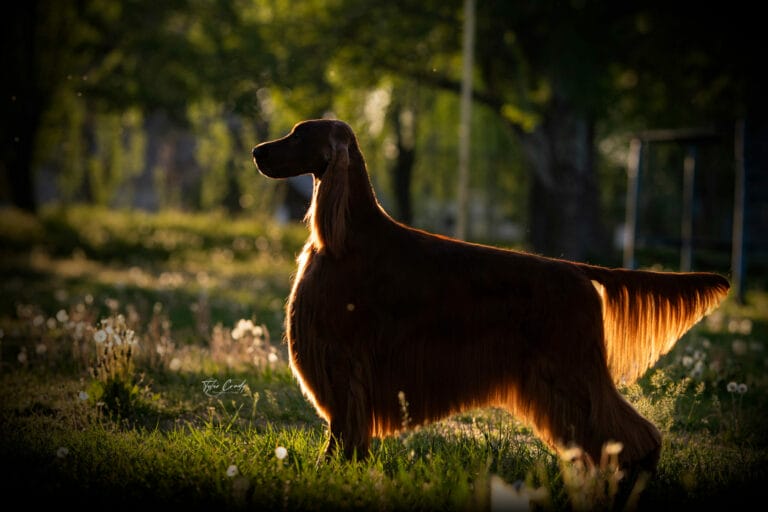 Irish Setter Silhouetted