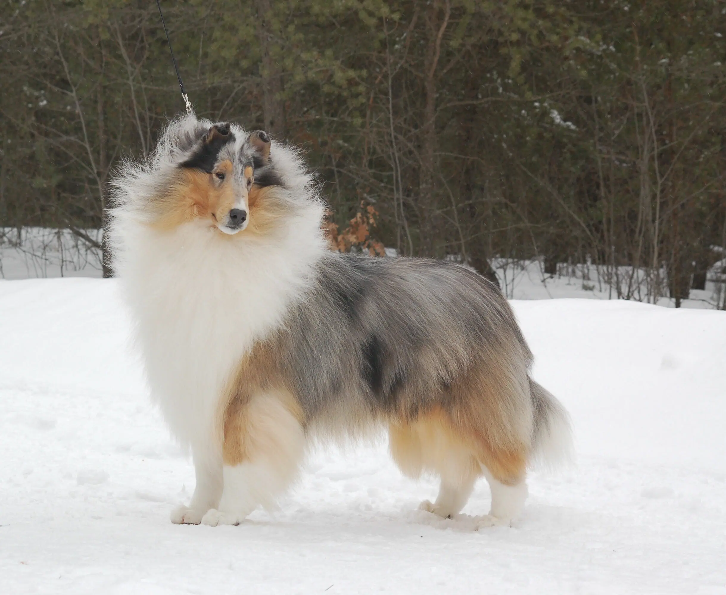 Blue merle outlet rough collie