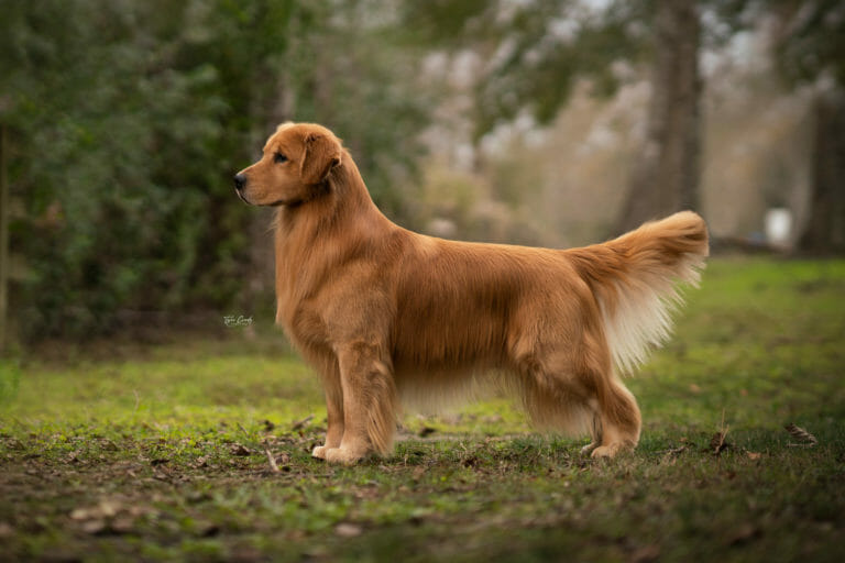 Golden Retriever standing by fence