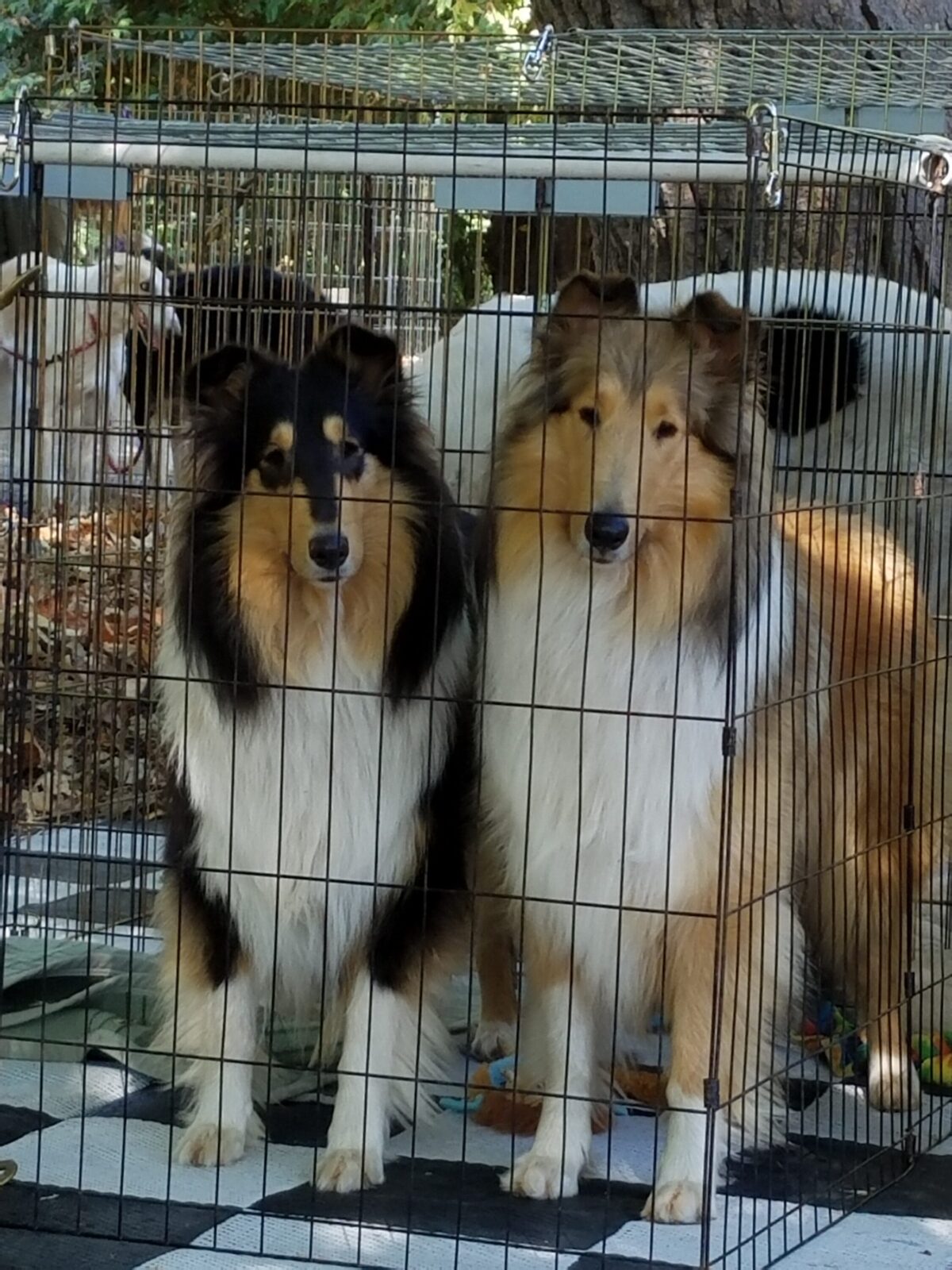 Two collies in a kennel, one sable, one tri-color.