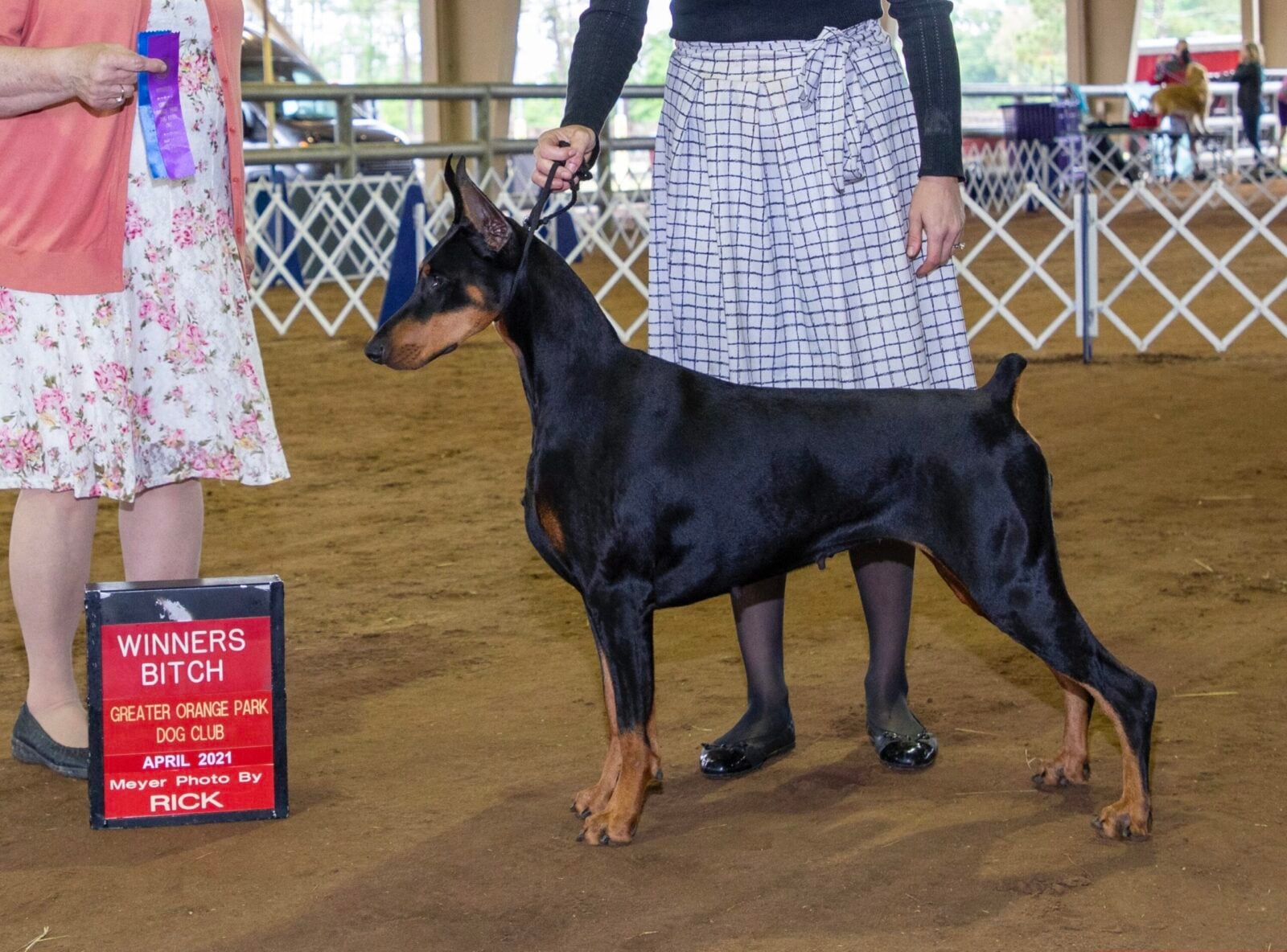 Black Doberman Pinscher with a "Winners Bitch" award sign.