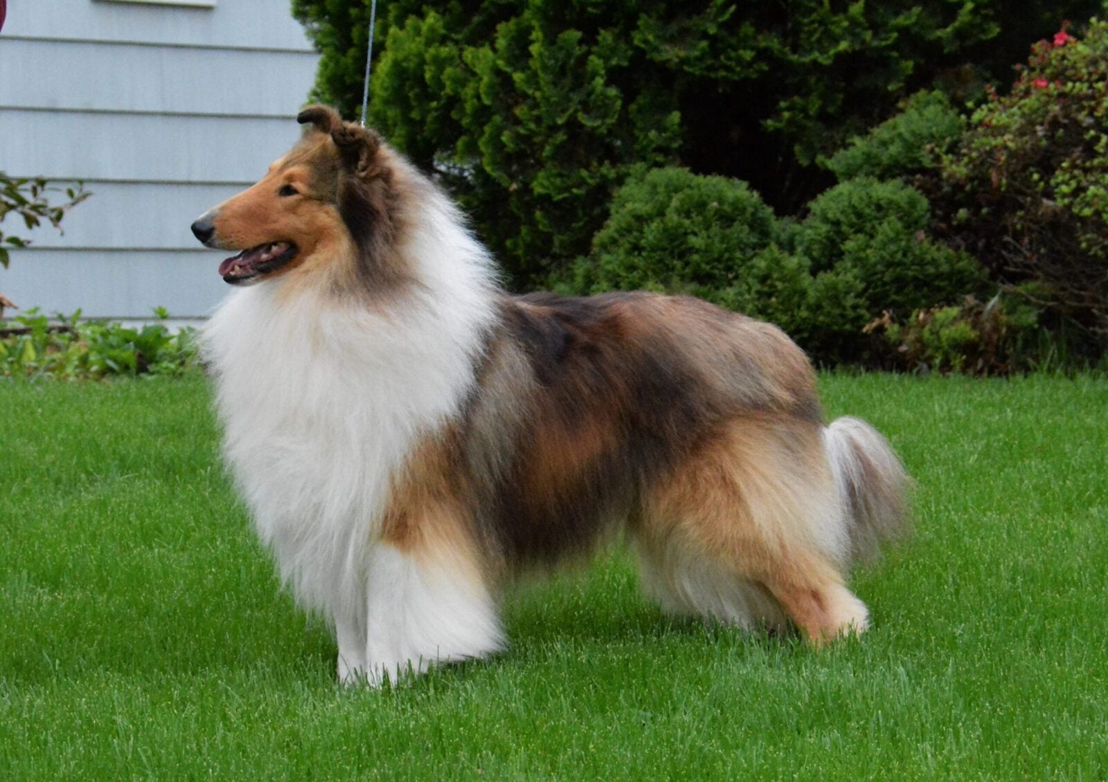 Sable Collie standing on green grass with lush green bushes and a white house in the background.