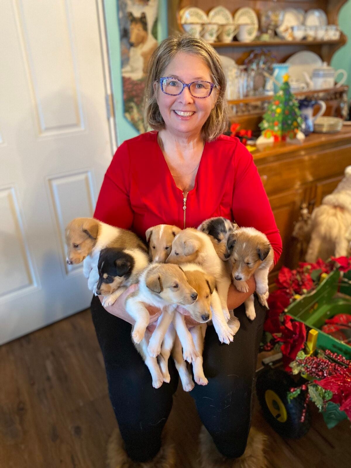 Woman holding a pile of fluffy collie puppies.