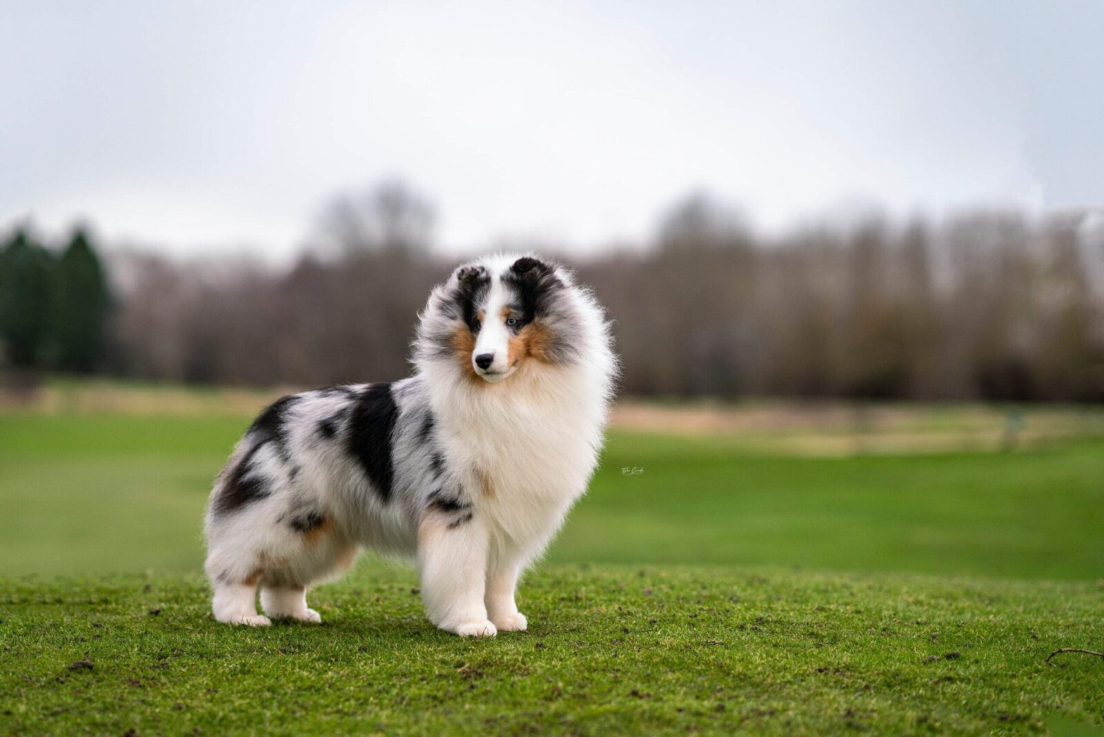 Blue merle Sheltie dog standing on a grassy field with trees in the background.