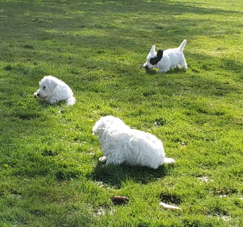 Raindancer cheap sealyham terriers