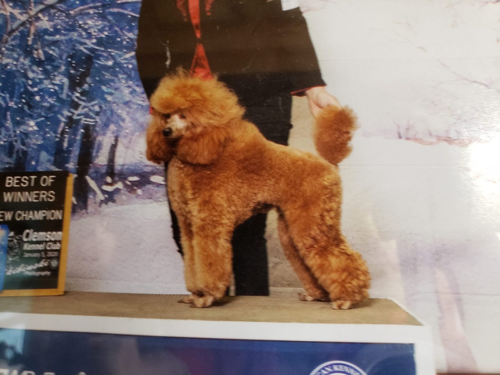 Red poodle standing on a podium with a "Best of Winners" award.