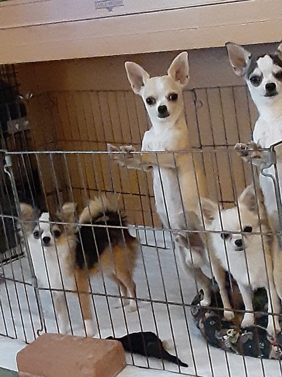 Chihuahua fashion kennels