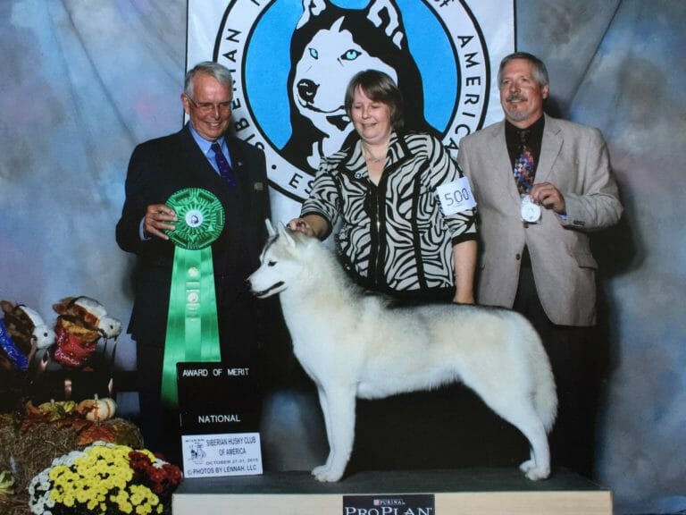 AKC Siberian Husky