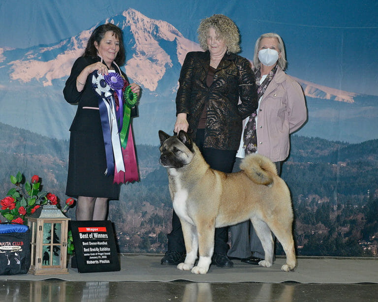 AKC Akita Dog