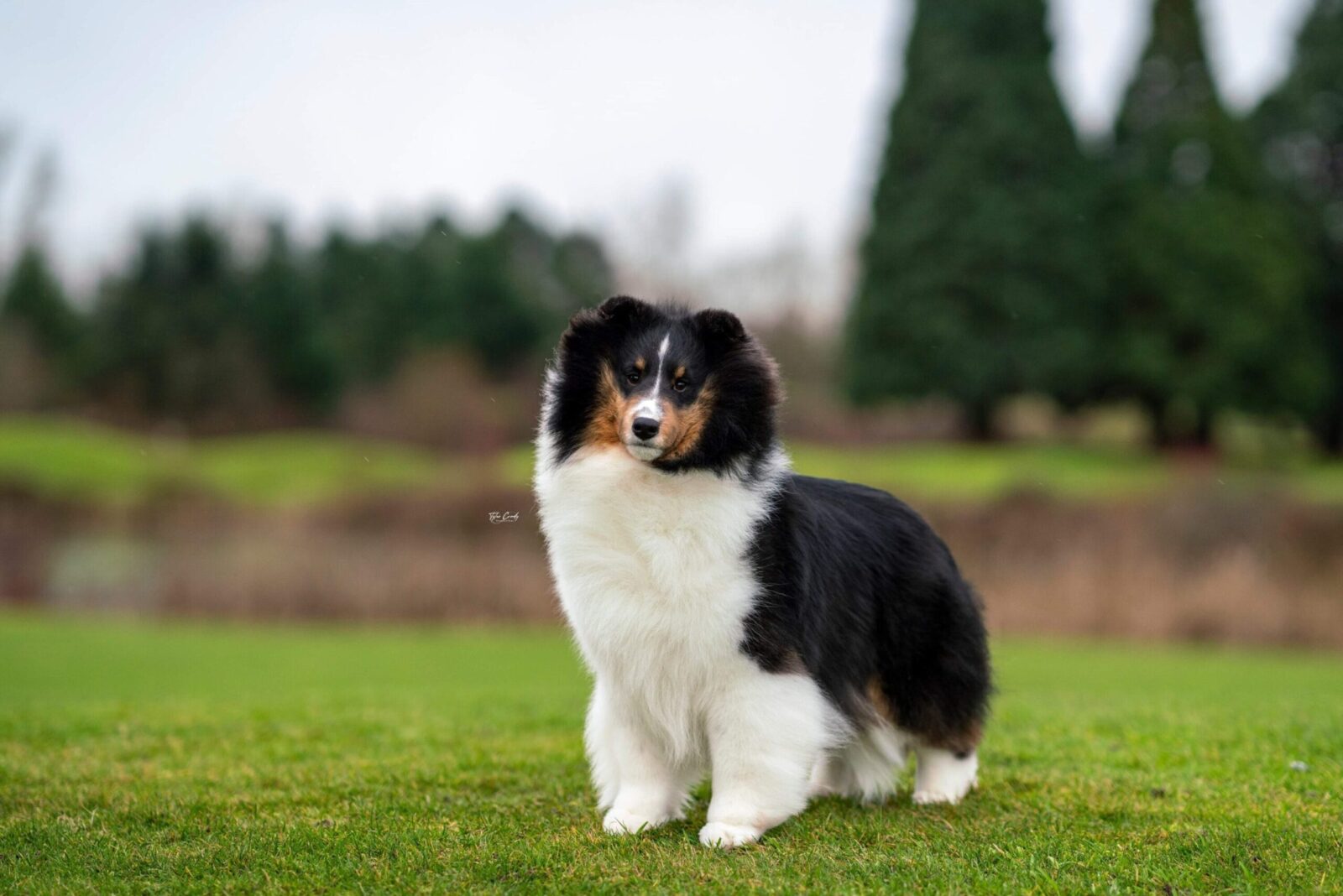 Shetland sheepdog with black, white, and tan markings sits on a grassy field.