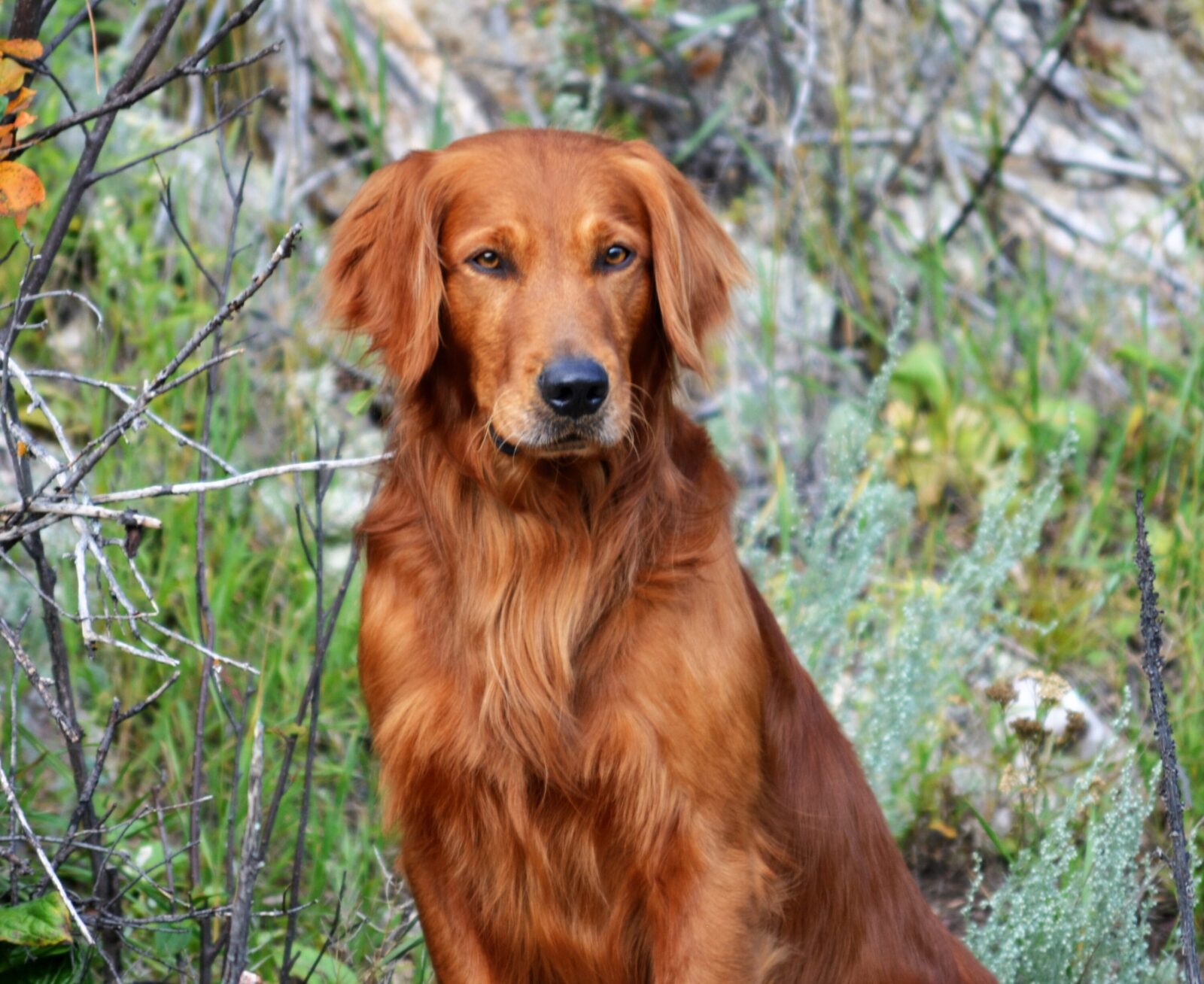 Golden retriever dog sitting in tall grass and branches.