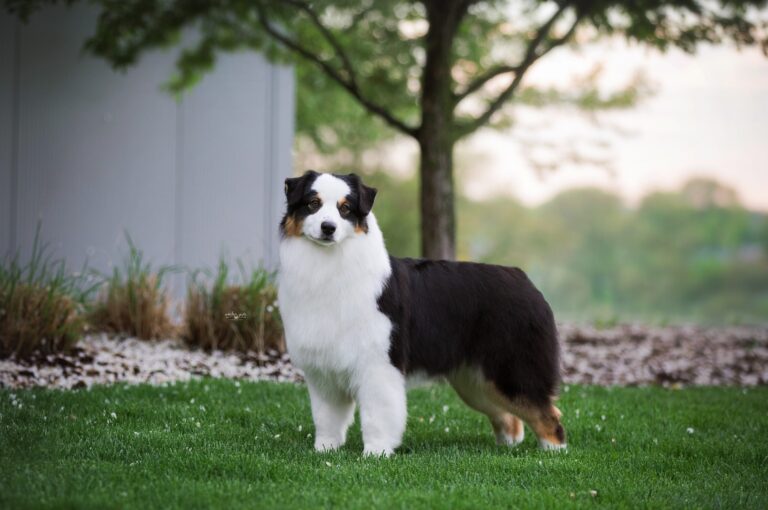 Tri-color Australian Shepherd