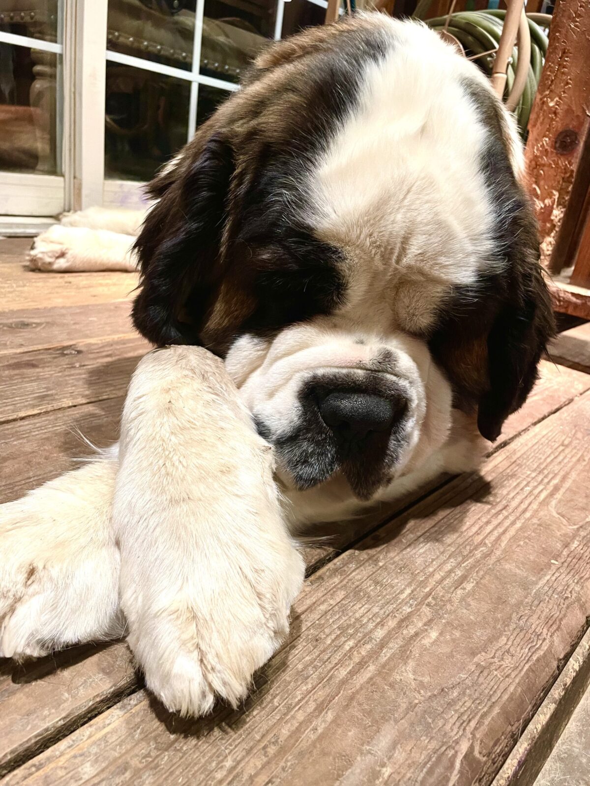 Saint Bernard dog resting its head on its paws on a wooden deck.