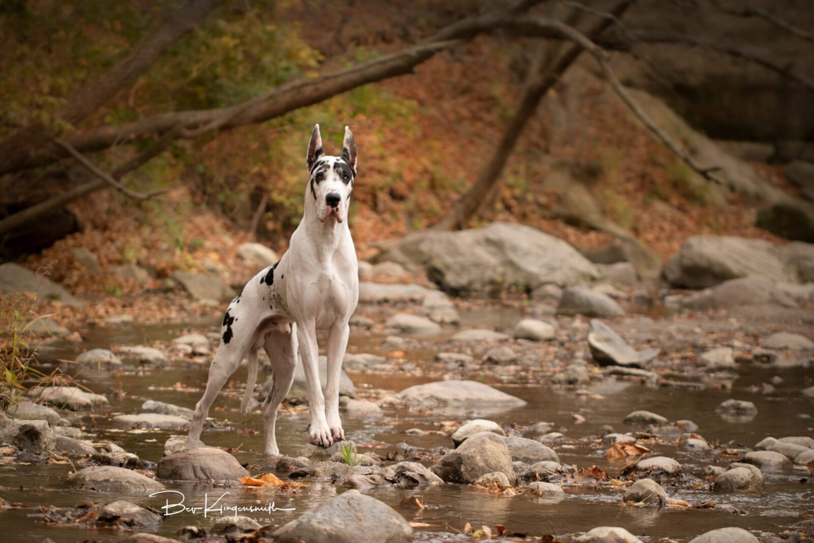 Harlequin Great Dane standing in a rocky stream with fall foliage.