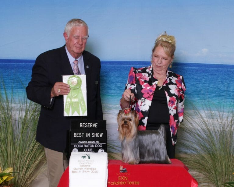 AKC Yorkshire Terrier Yorkie Best in Show