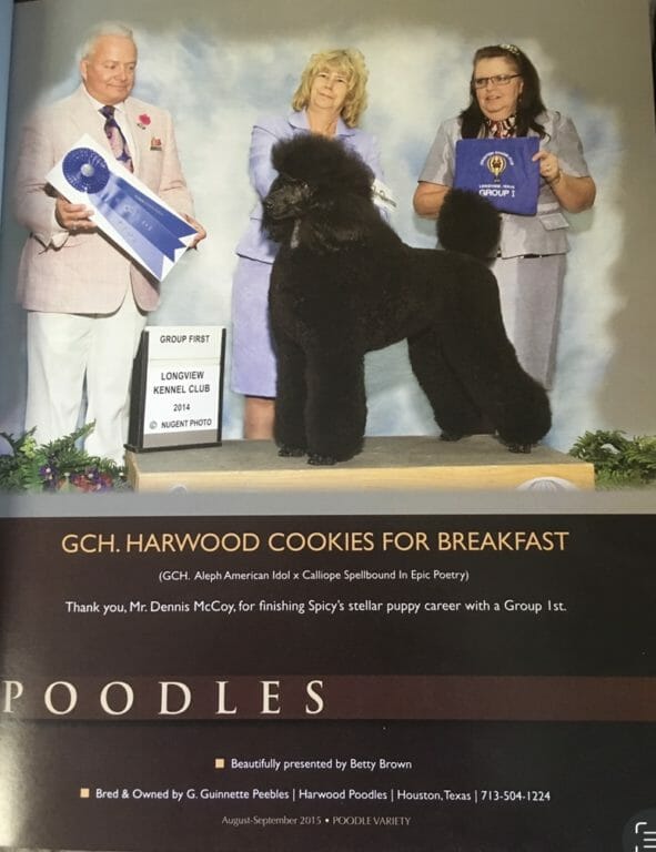 Black Standard Poodle