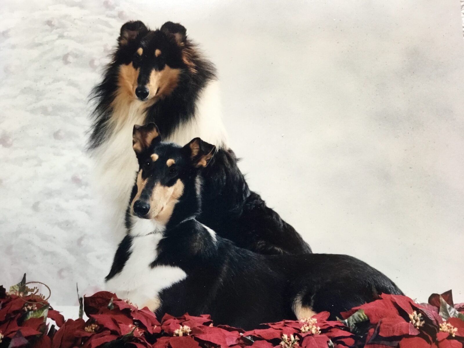 Two collies, one long-haired, sit among red poinsettias.