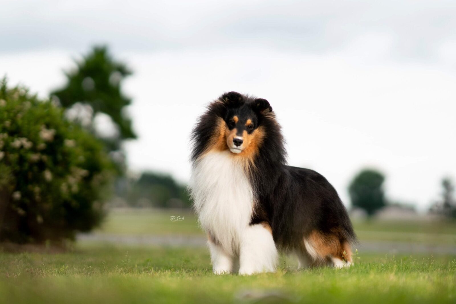 Sable and white Sheltie dog with a fluffy mane, standing on grass.