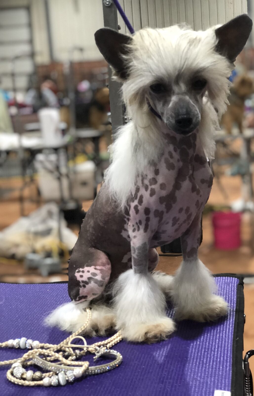 Chinese Crested dog with spotted skin and fluffy white leg tufts sits on a purple mat with a jeweled leash.