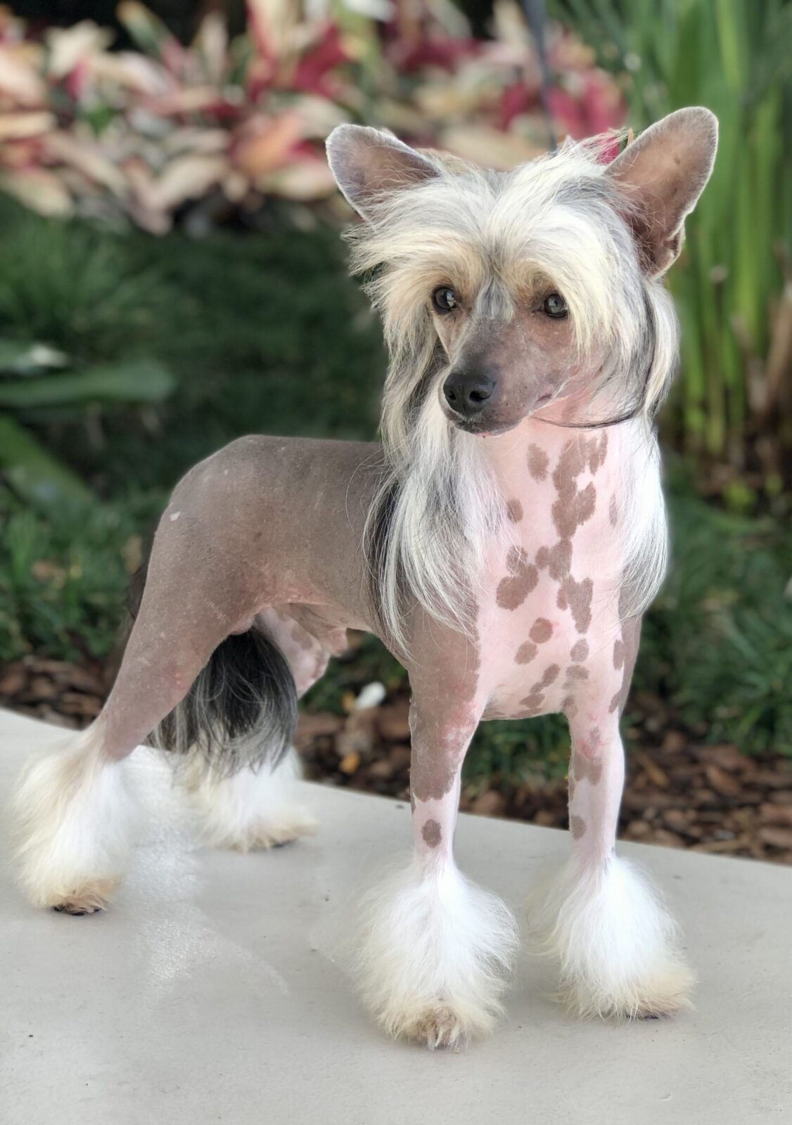 Chinese Crested dog with spotted skin and fluffy white fur on paws and tail.