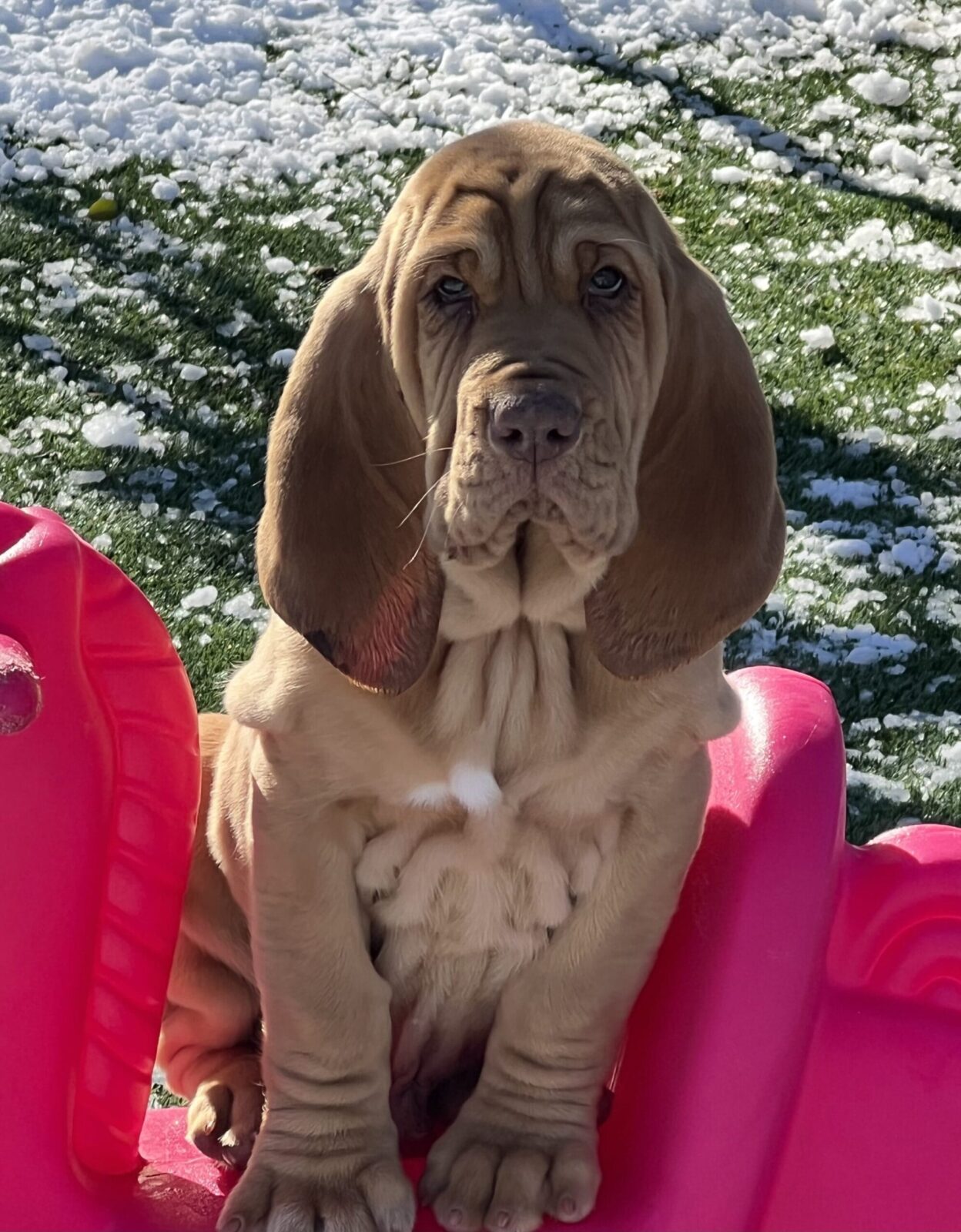 Bloodhound puppy with loose skin and long ears sits in a pink plastic structure.