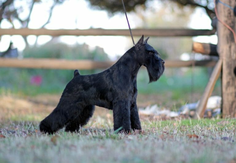CH KAOS HOLDING ONTO A DREAM - Miniature Schnauzer