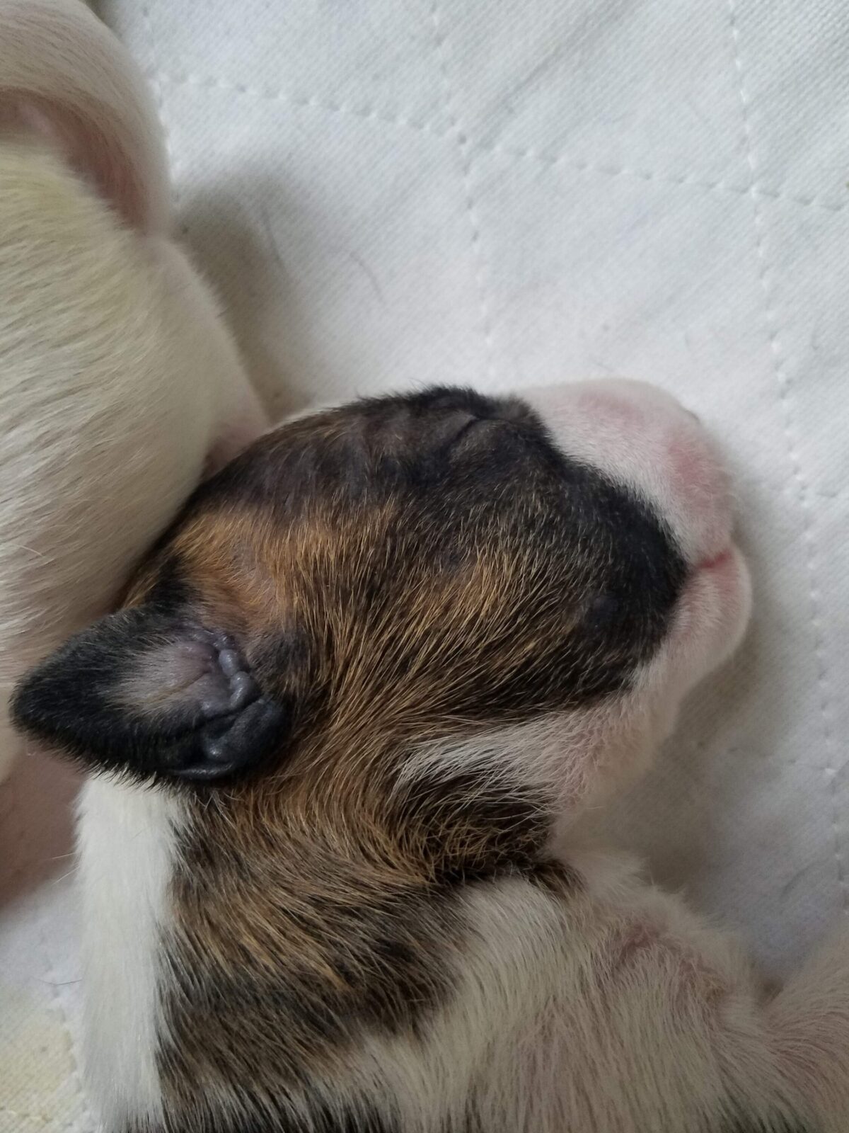 Newborn puppy with tri-color fur sleeping on a white blanket.