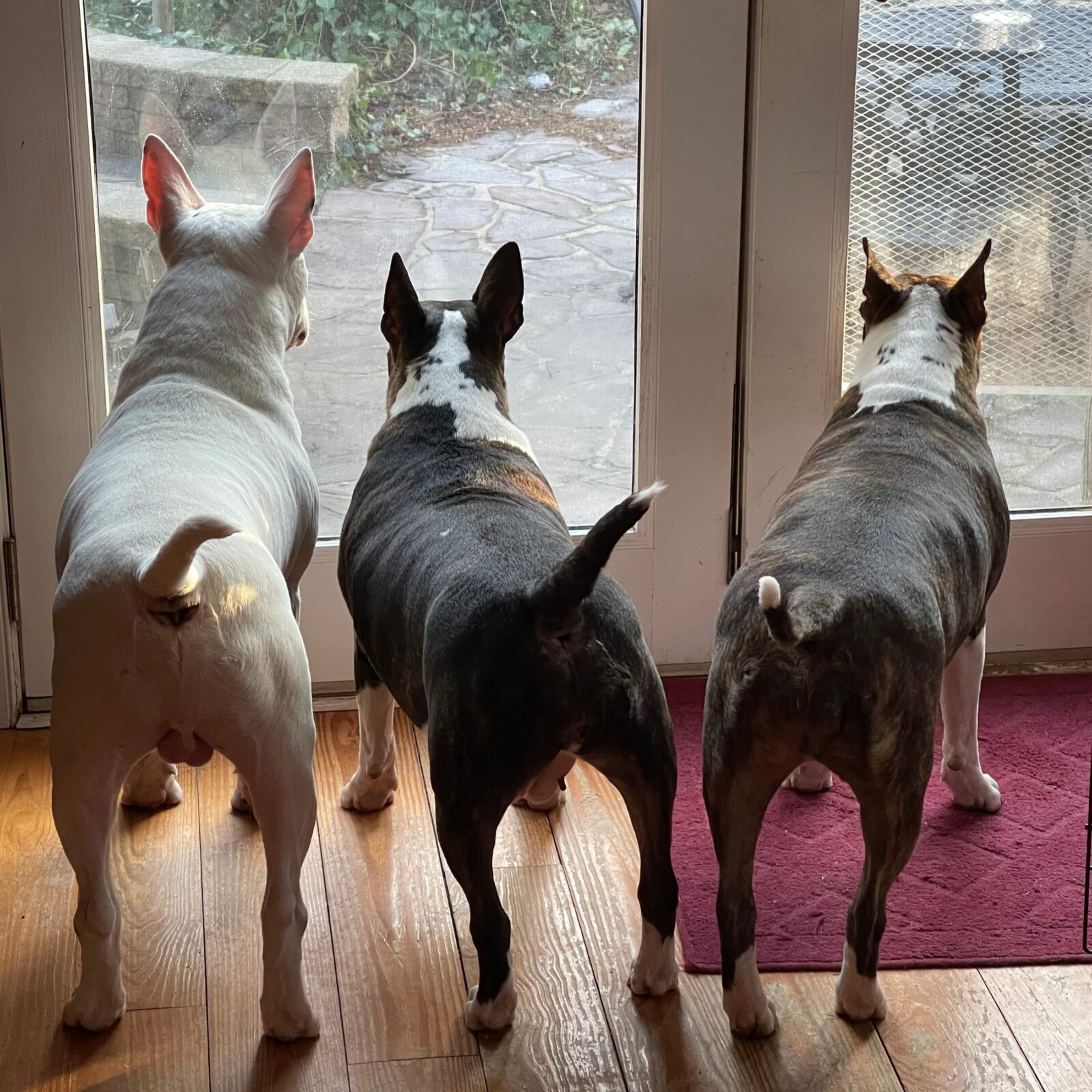 Three bull terriers look out a glass door.