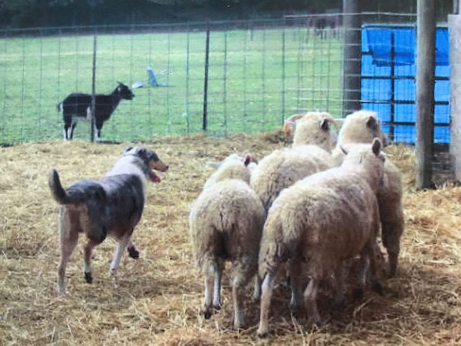 Herding dog watches sheep and a goat in a pen.