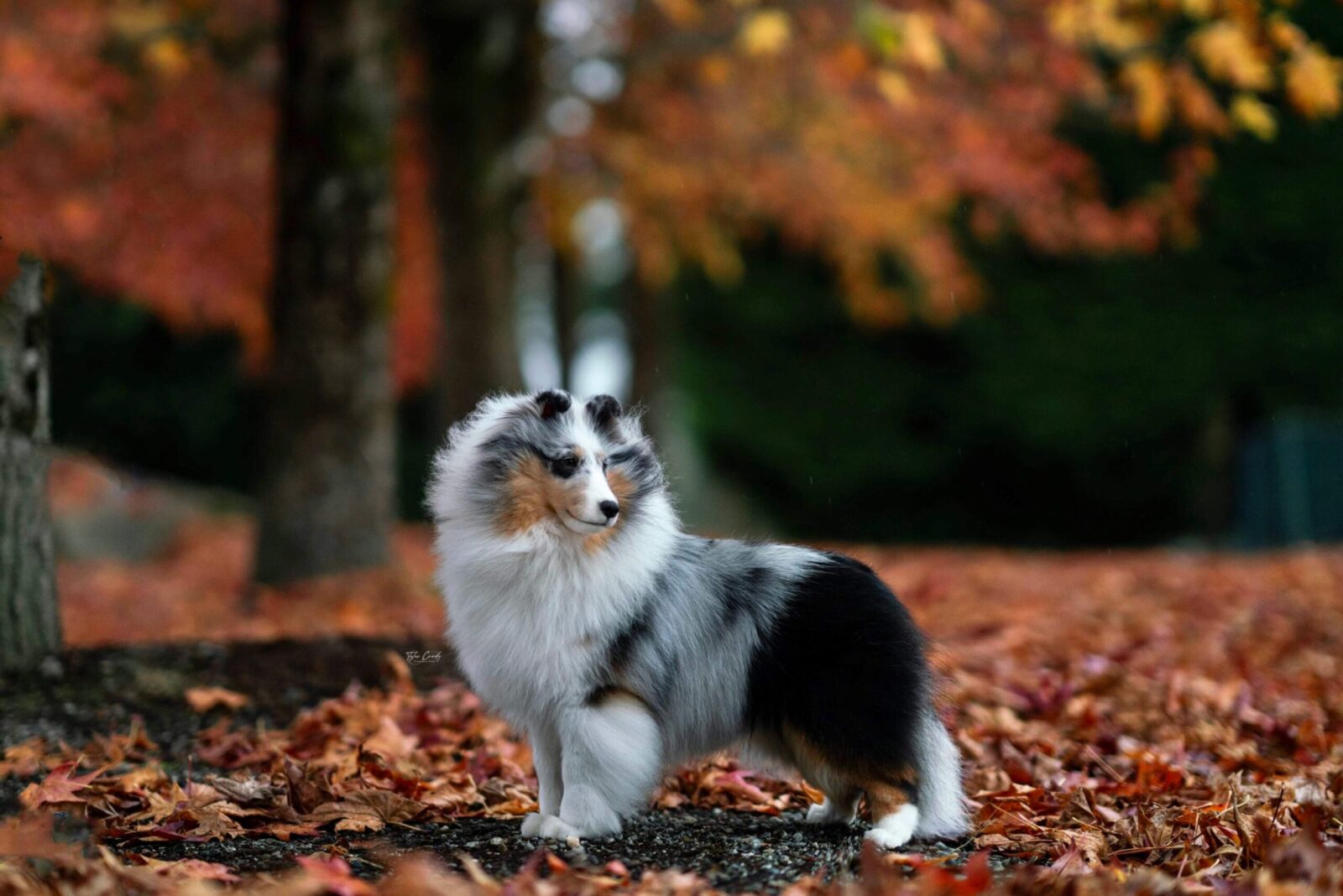 Blue merle Sheltie dog standing in autumn leaves.