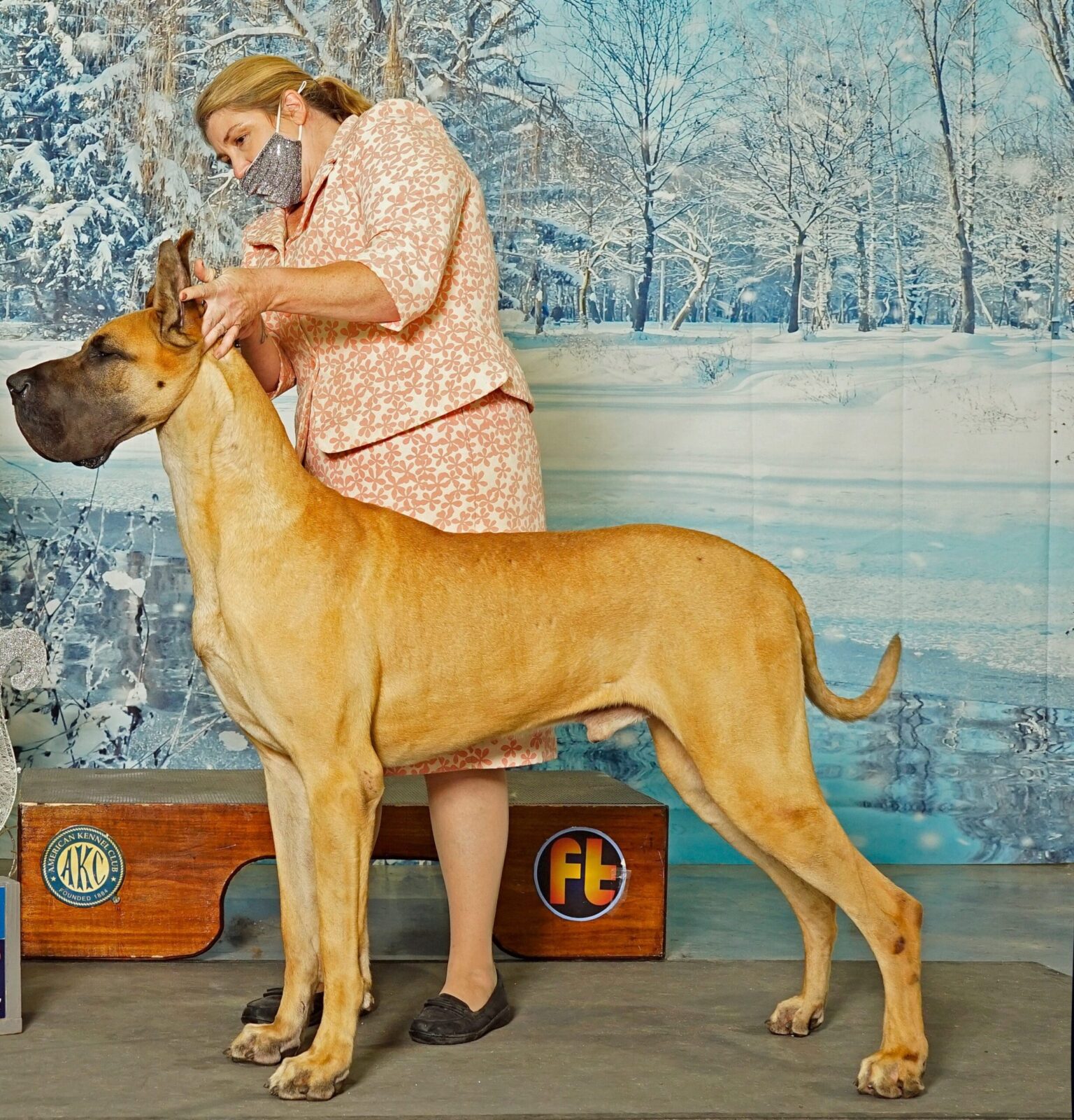 Great Dane with handler in pink suit, winter backdrop.