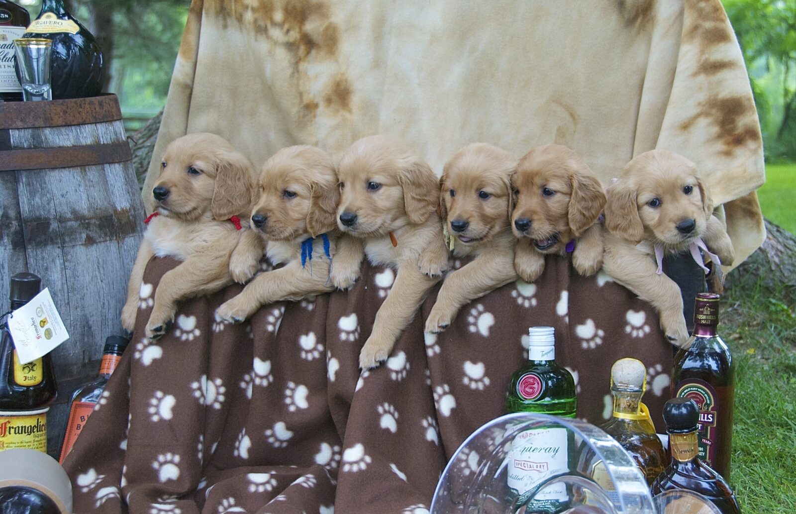 Five golden retriever puppies with colored ribbons sit on a paw-print blanket.