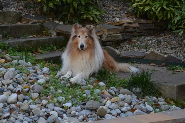 Collie dog with long, fluffy fur resting on a bed of rocks and grass.