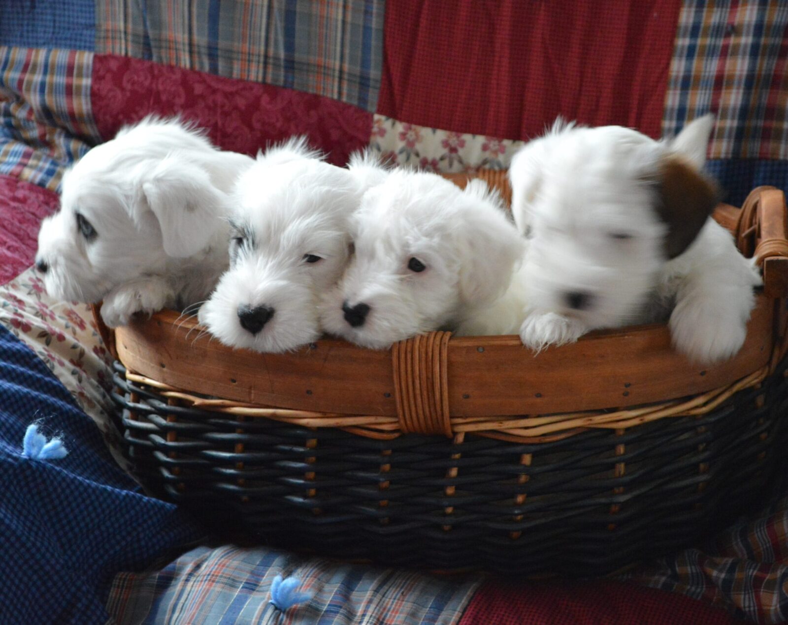 Four fluffy white puppies in a basket.