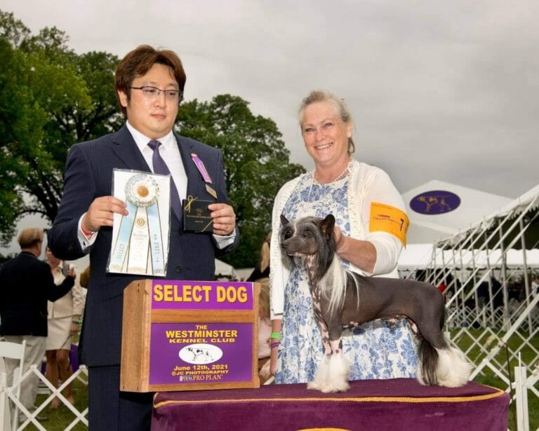 AKC Chinese Crested