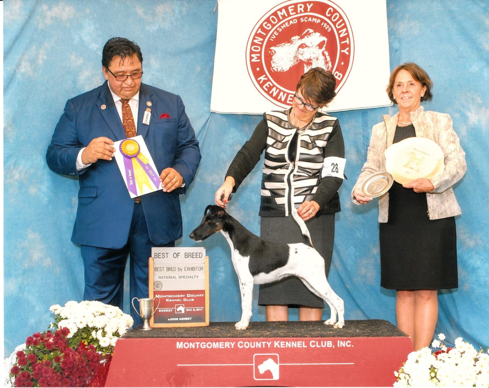 Fox terrier wins "Best of Breed" at dog show with handlers and judges.