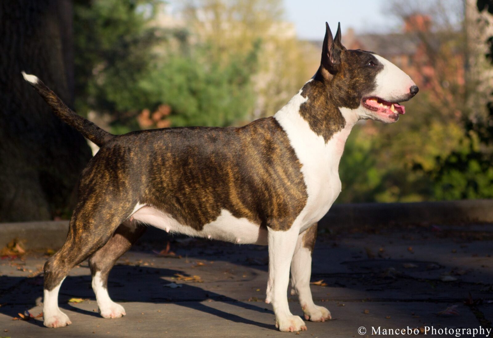 Brindle and white Bull Terrier standing outdoors, profile view, tongue out.