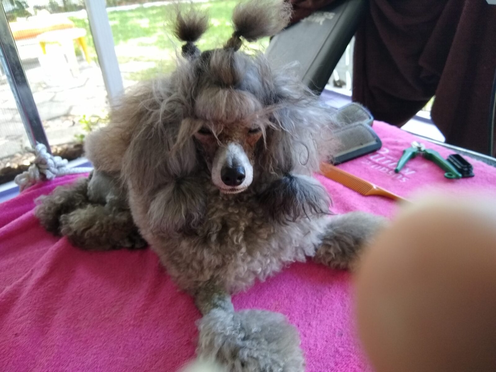 Poodle with topknot on pink towel with grooming tools.