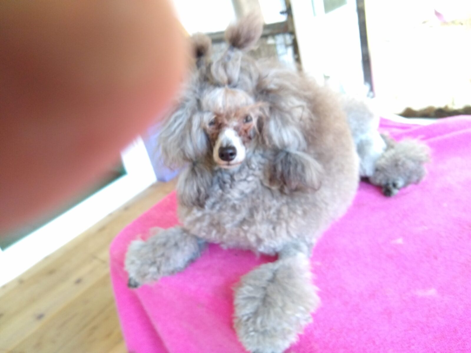 A fluffy grey poodle with a white muzzle sits on a pink blanket.