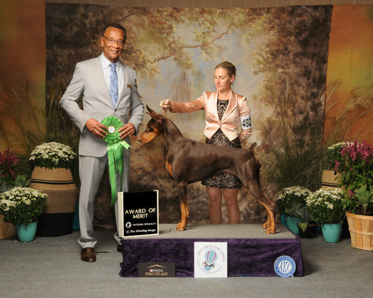 Allettare Dobermans - Kizzy