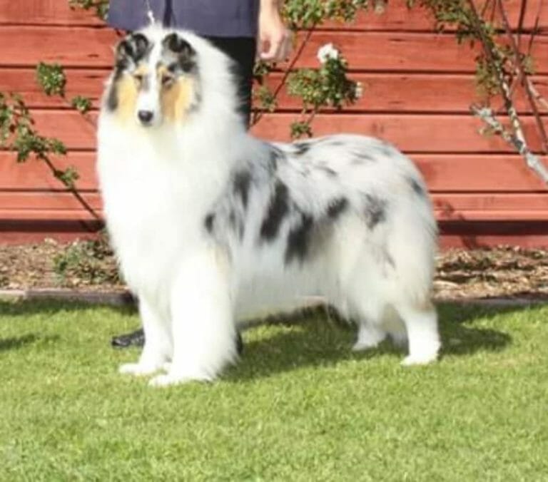 MBISS GCHB CH Markos Ice Princess