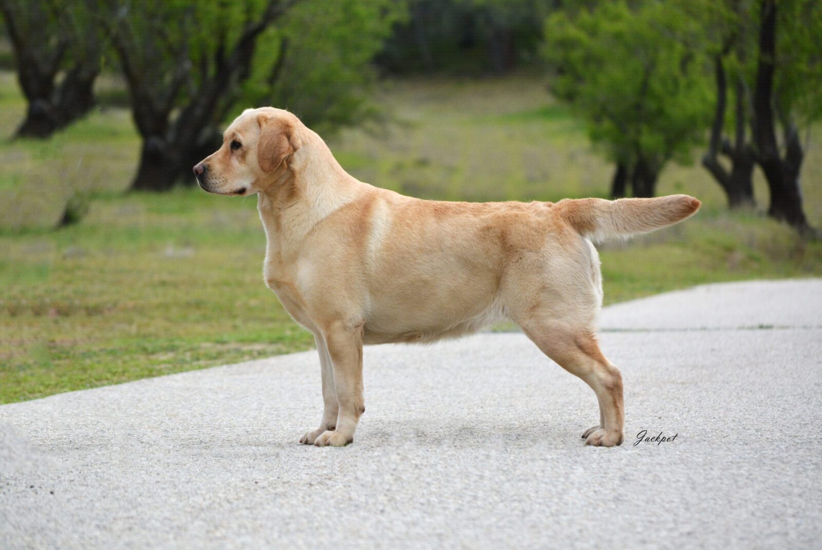 AKC Labrador Retriever