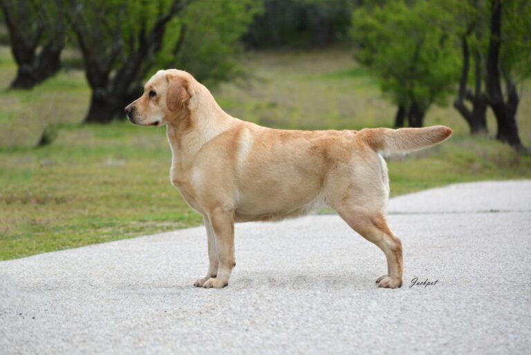 AKC Labrador Retriever