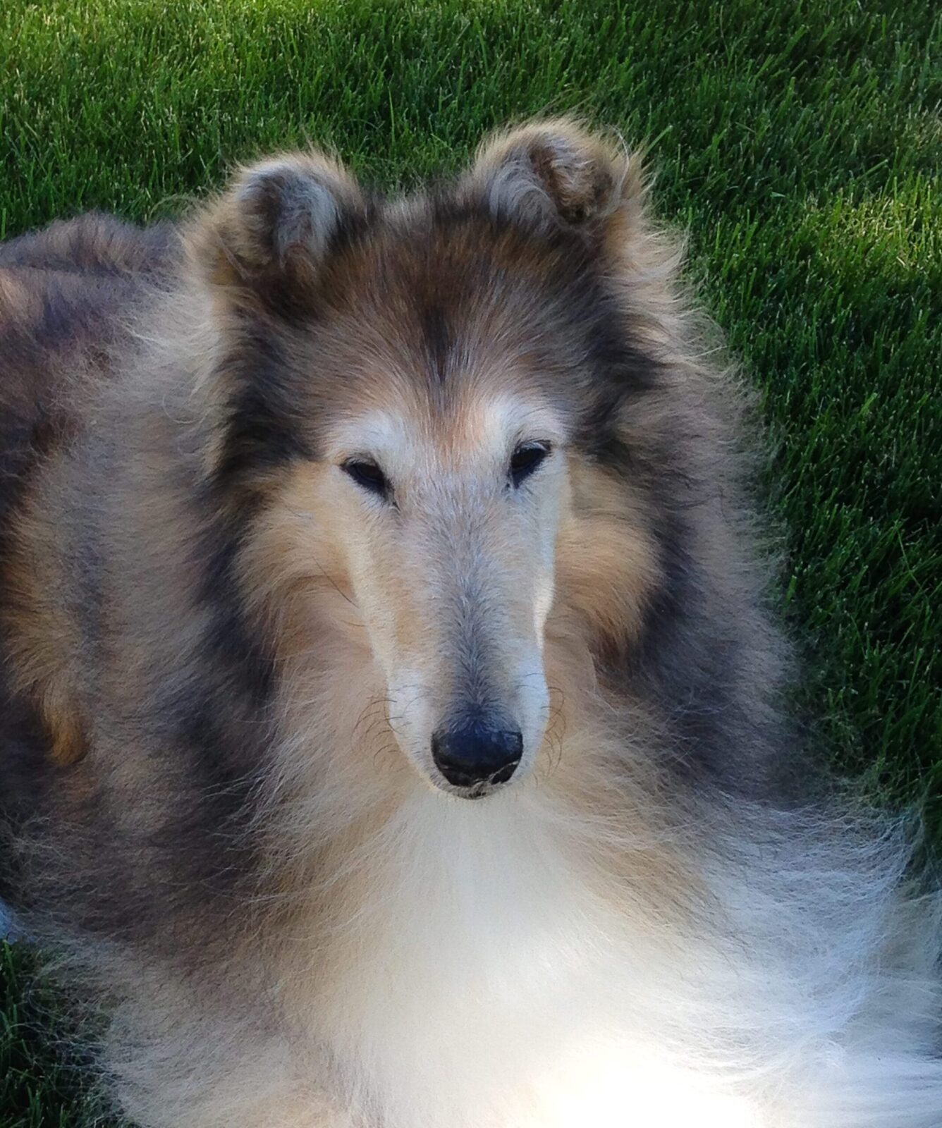 Collie dog with long, fluffy fur lying on green grass.